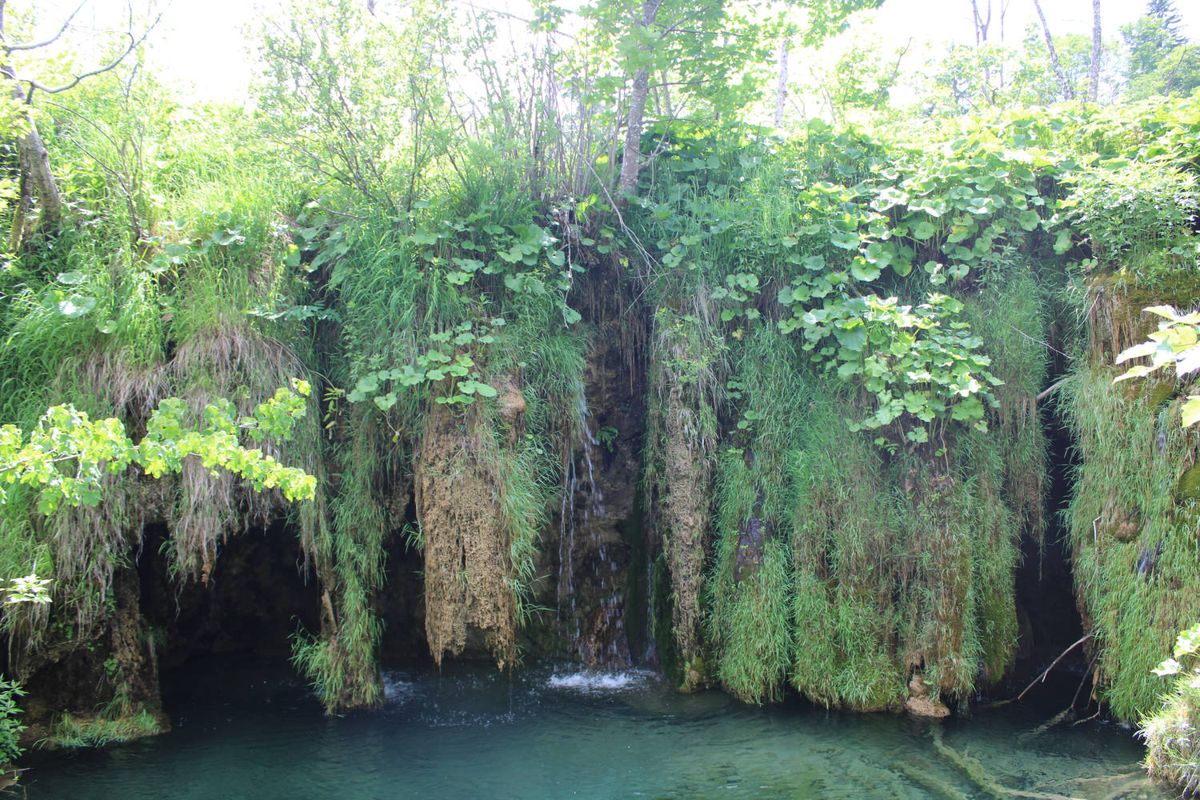 Moss hanging over a dark pool