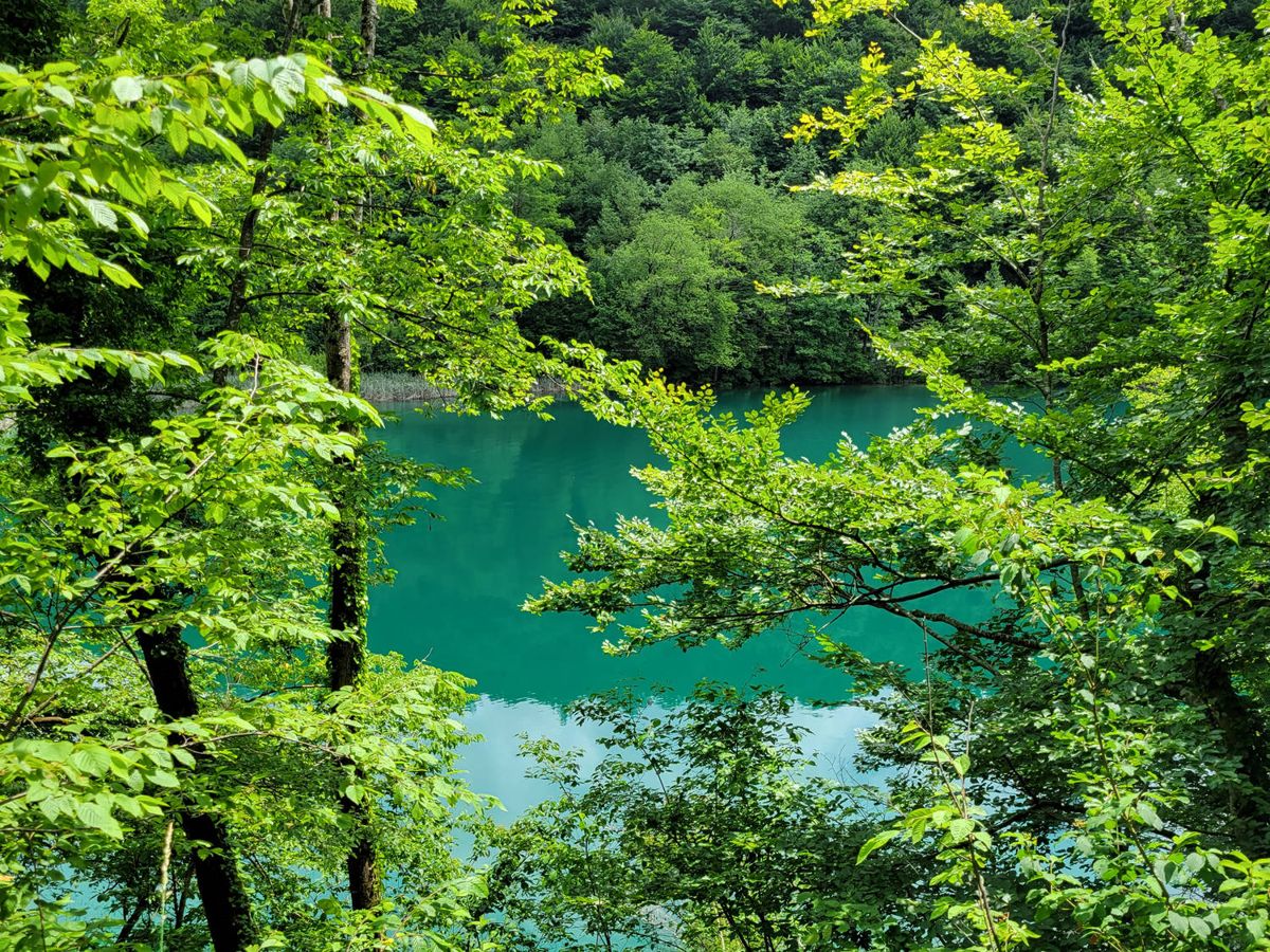 The lake through the leaves