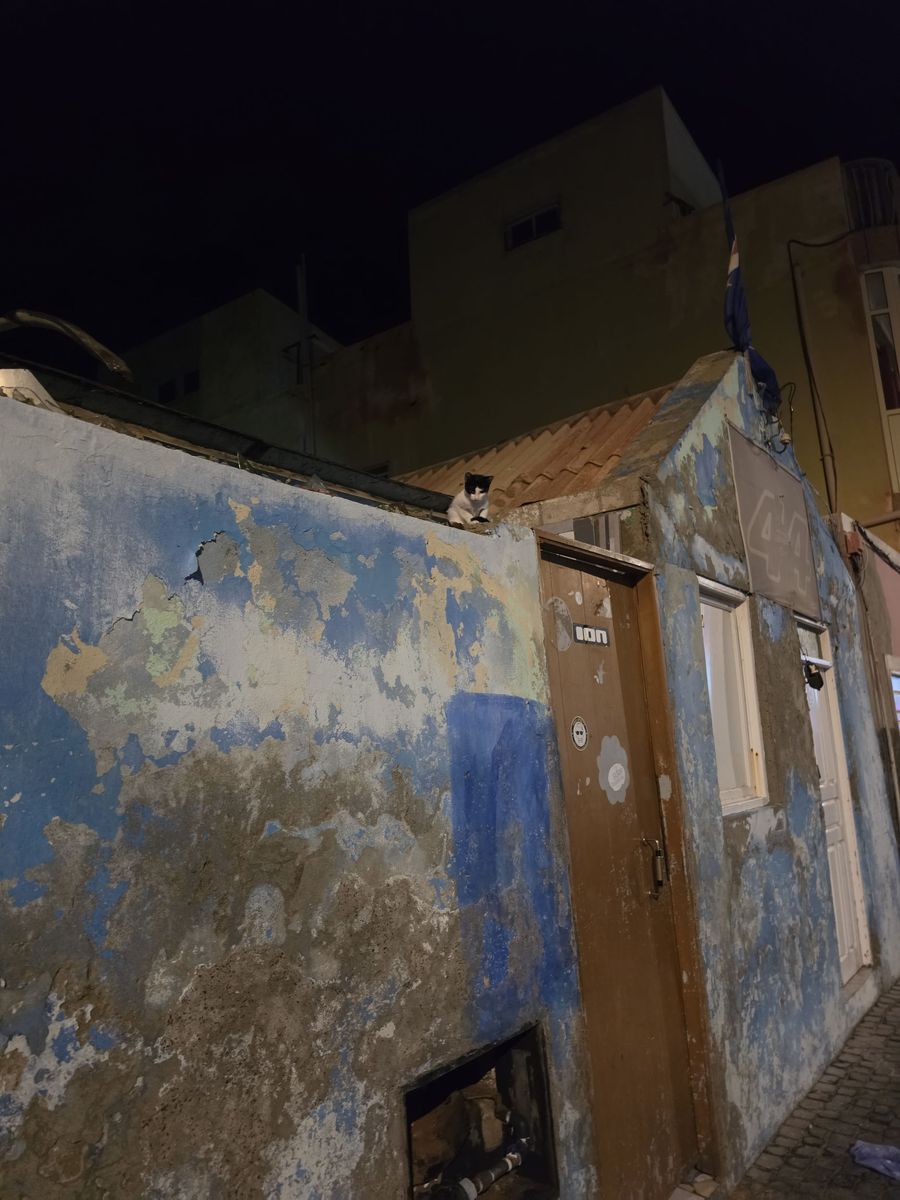 A cat on a peeling blue wall at night