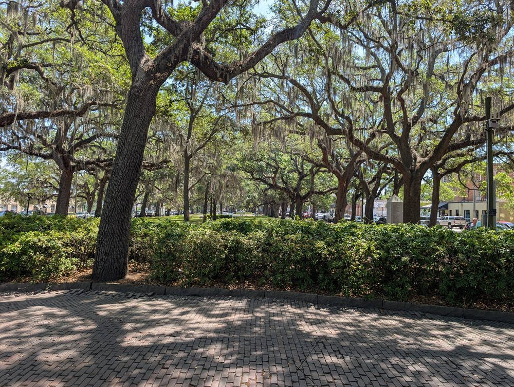 Savannah