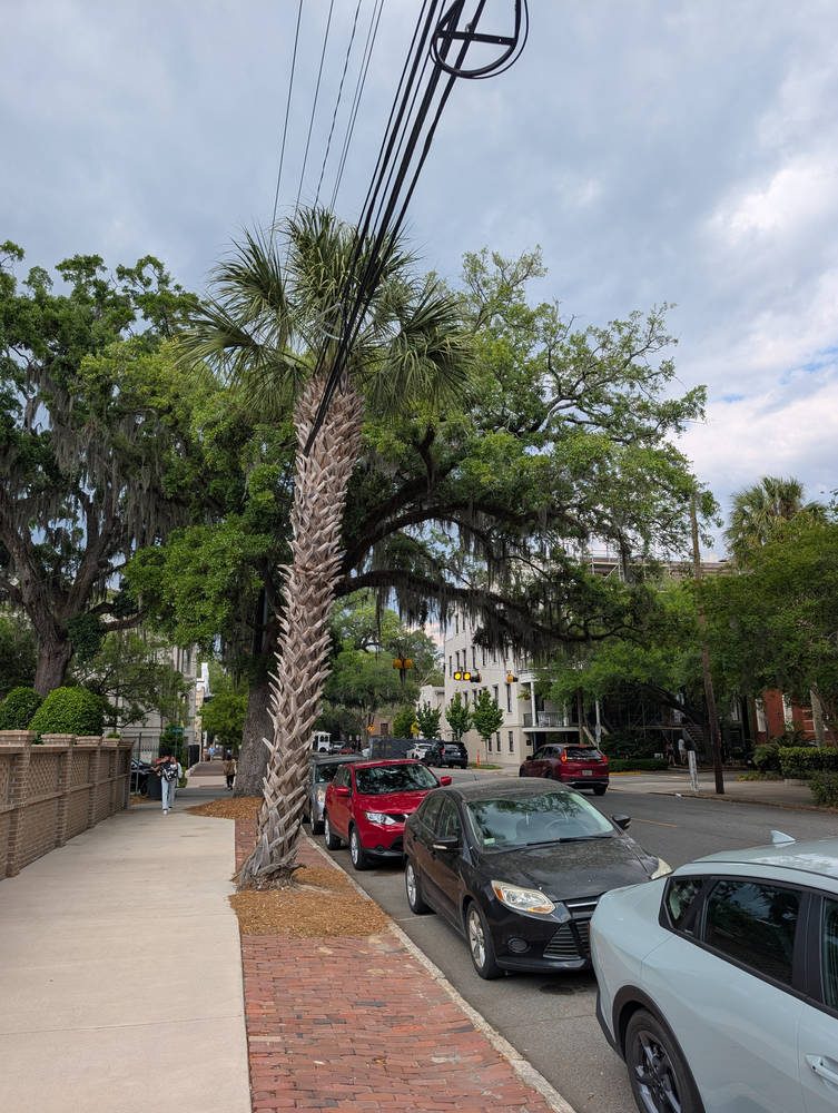 Savannah
