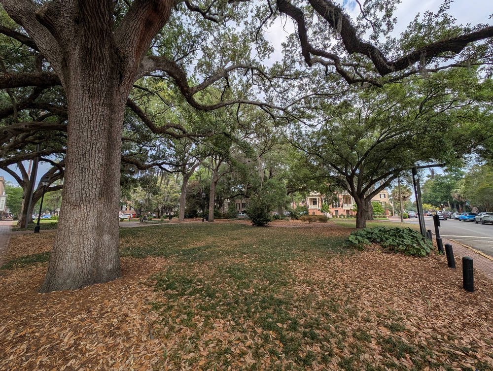 Savannah