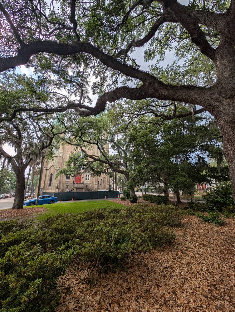 Savannah