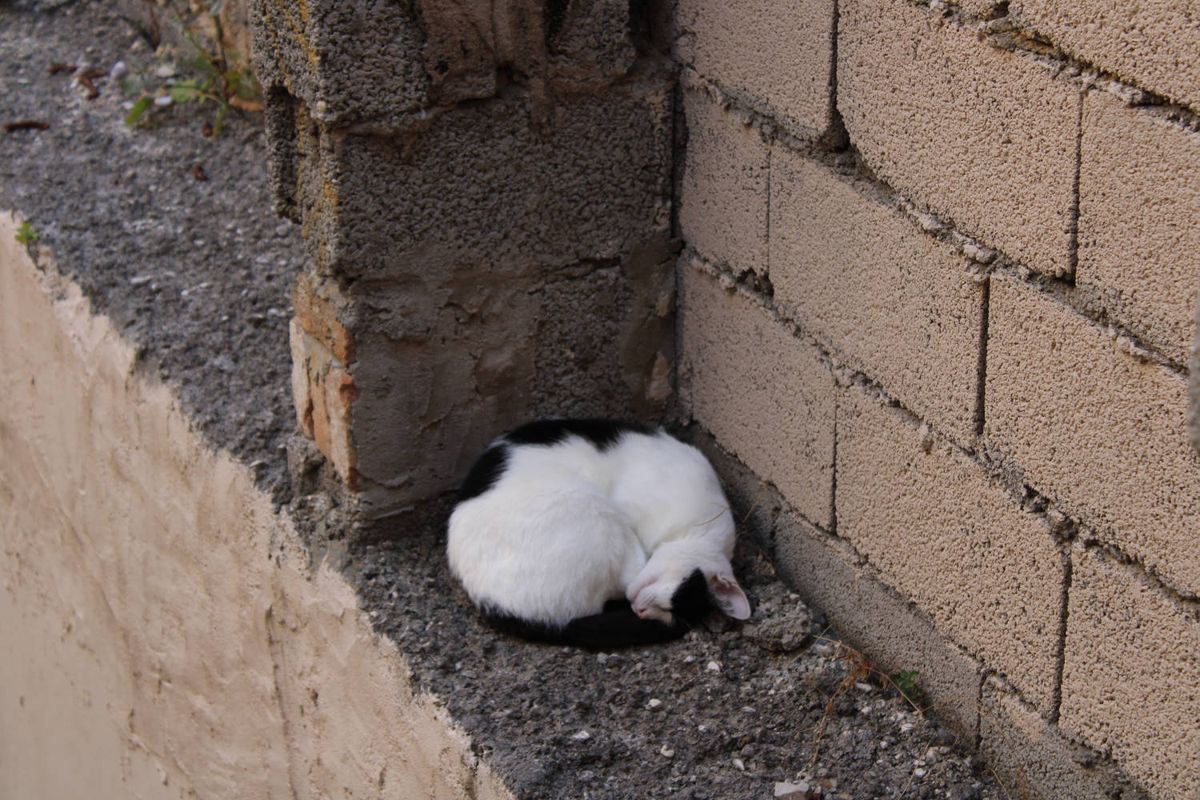 A cat asleep in a corner