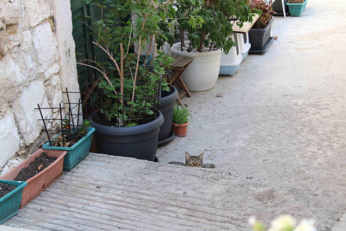 Potted plants and a cat on a step