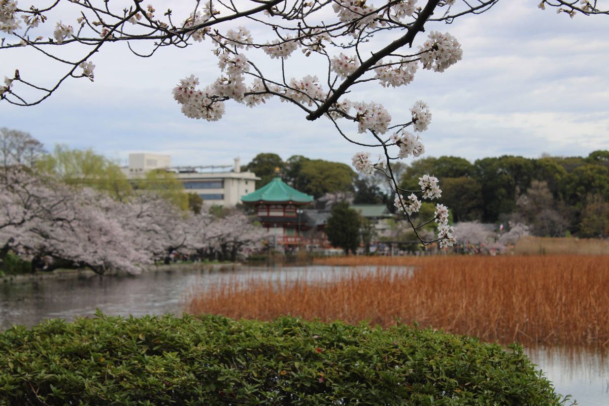 The pond and a temple hall through the blossoms