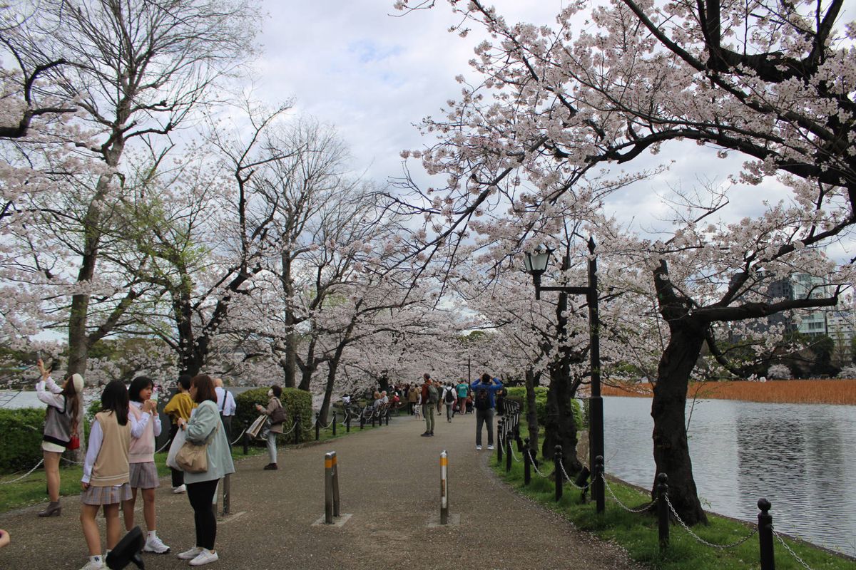The path by the water under the cherry trees