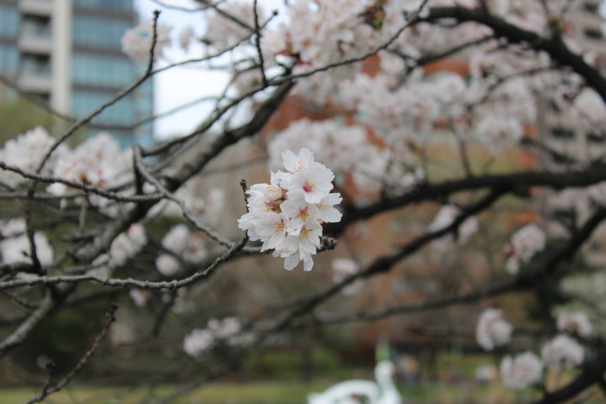 A single blossom close