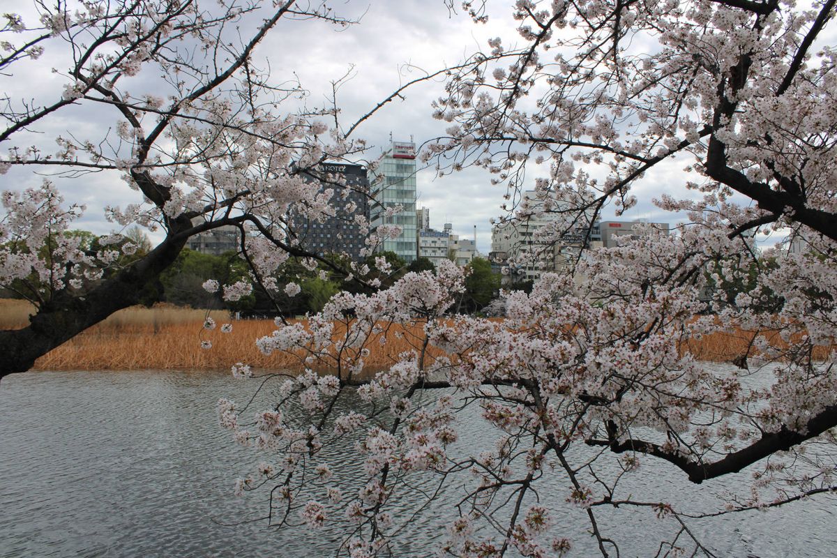Branches over the pond