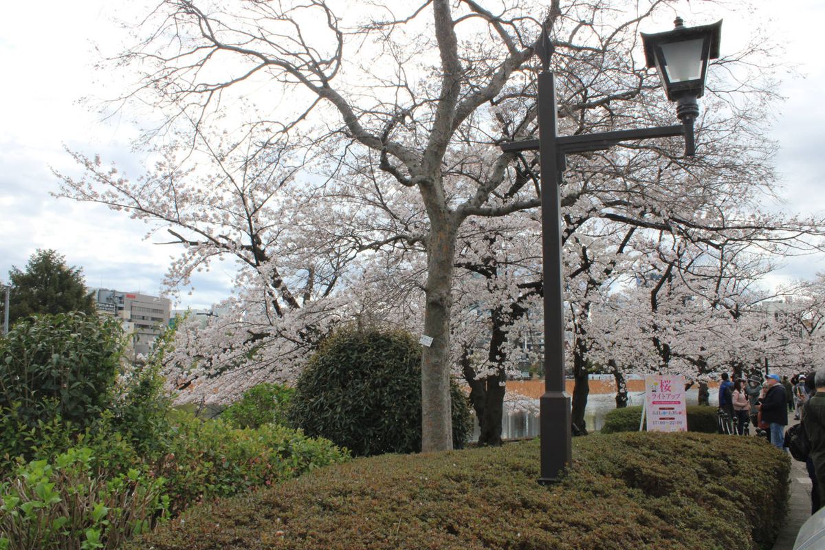 Cherry trees and an old street lamp
