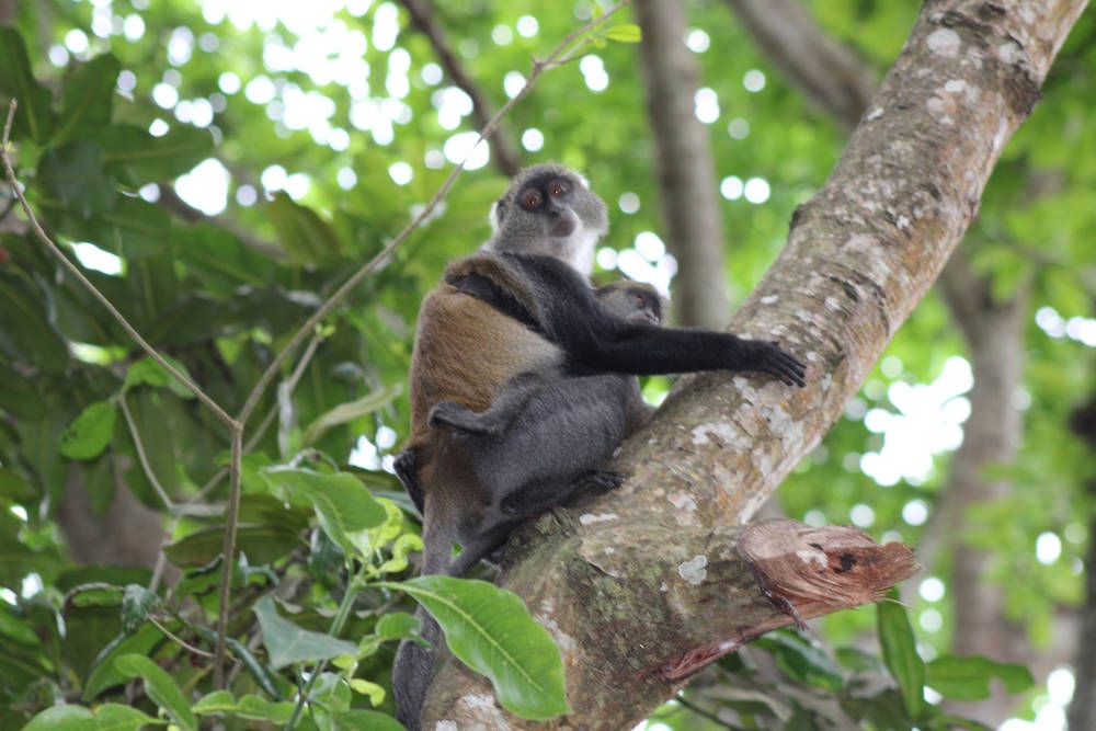 A grey monkey with a baby