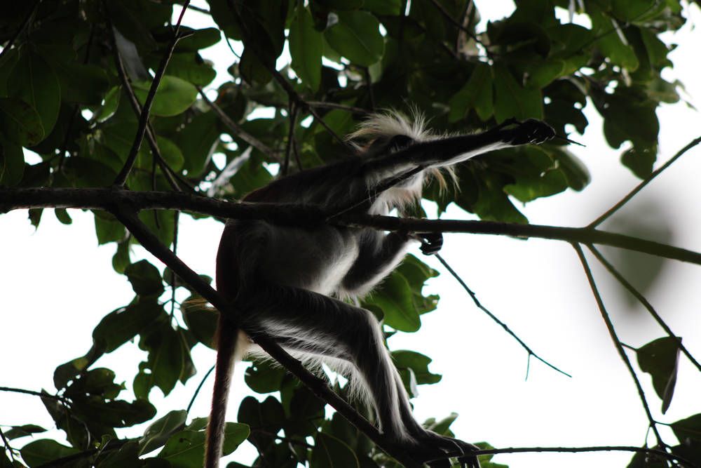 A Zanzibar red colobus