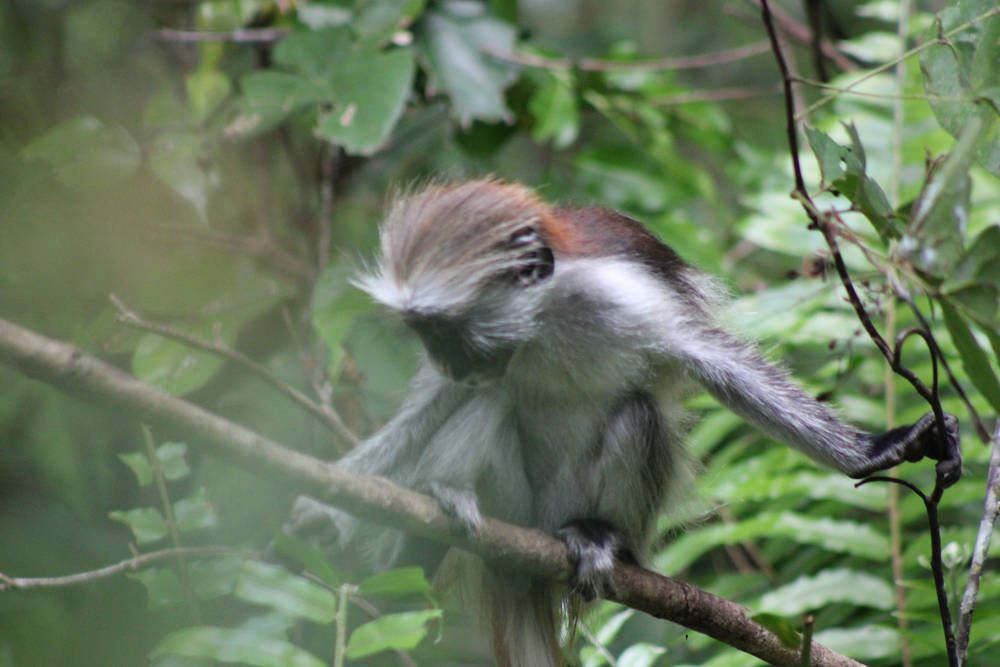 A Zanzibar red colobus