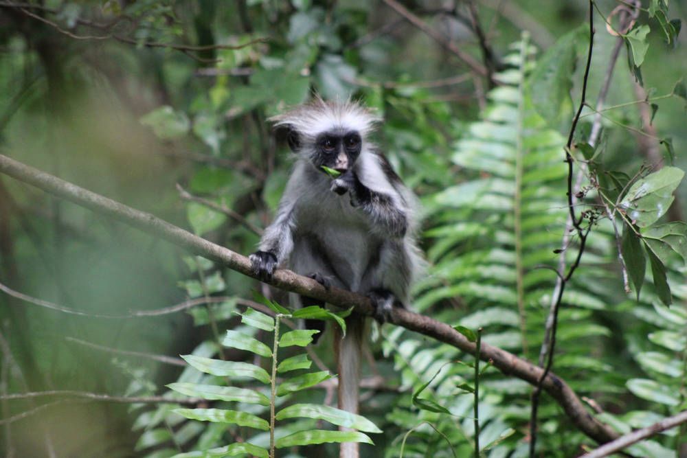 A Zanzibar red colobus