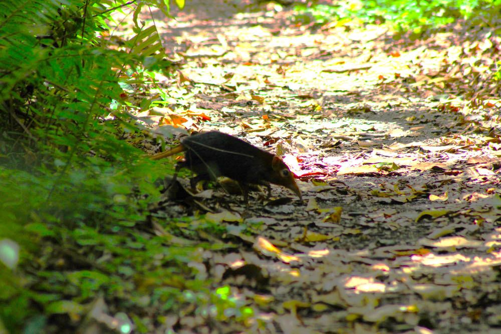 A small animal crossing the path