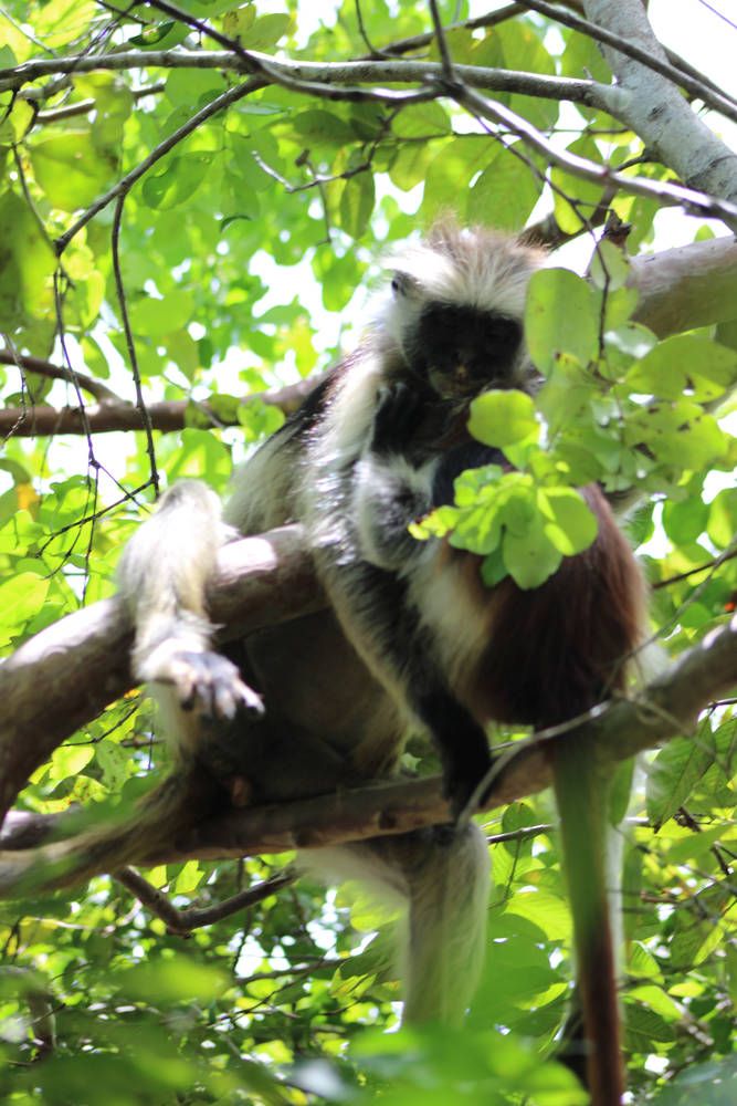 A Zanzibar red colobus