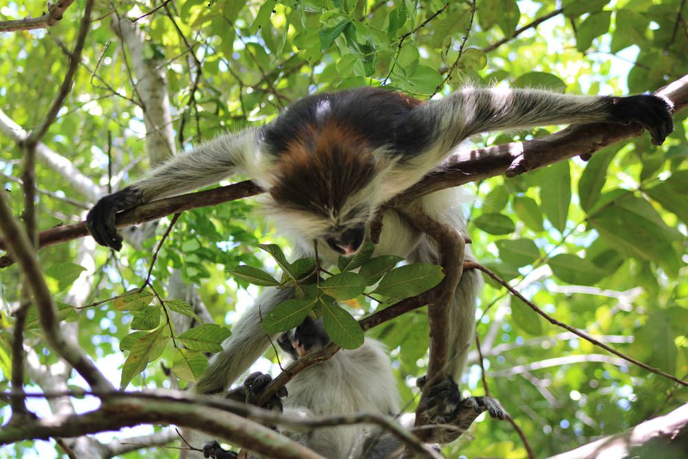 A Zanzibar red colobus