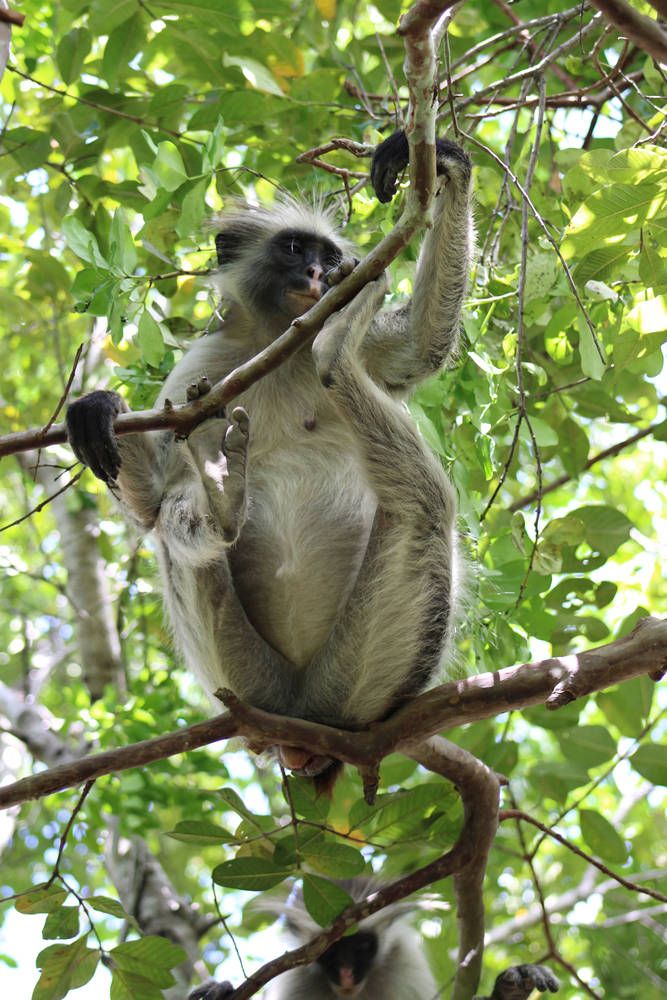 A Zanzibar red colobus